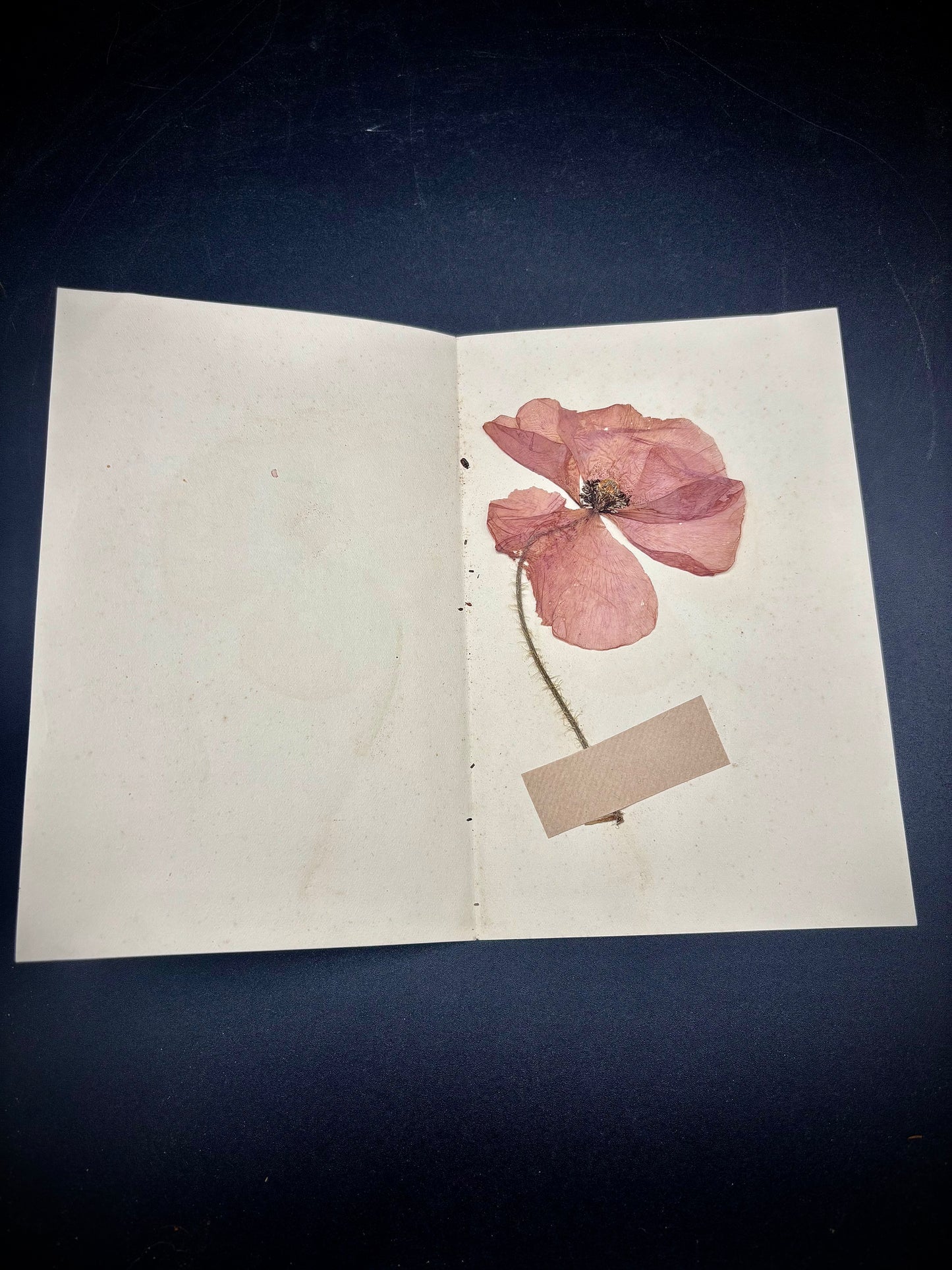 WW1 Poppy Souvenir Found In Flanders 1929
