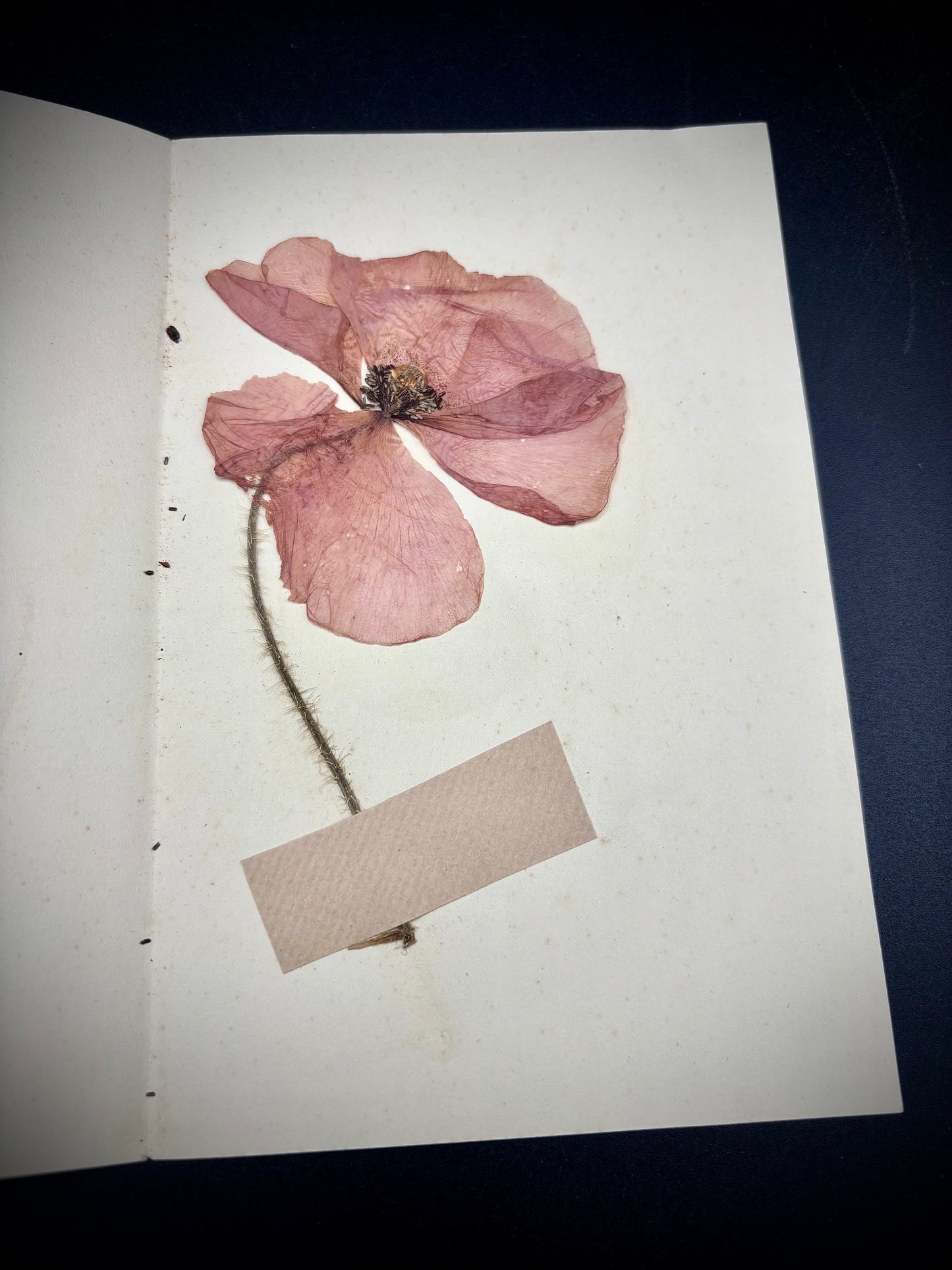 WW1 Poppy Souvenir Found In Flanders 1929